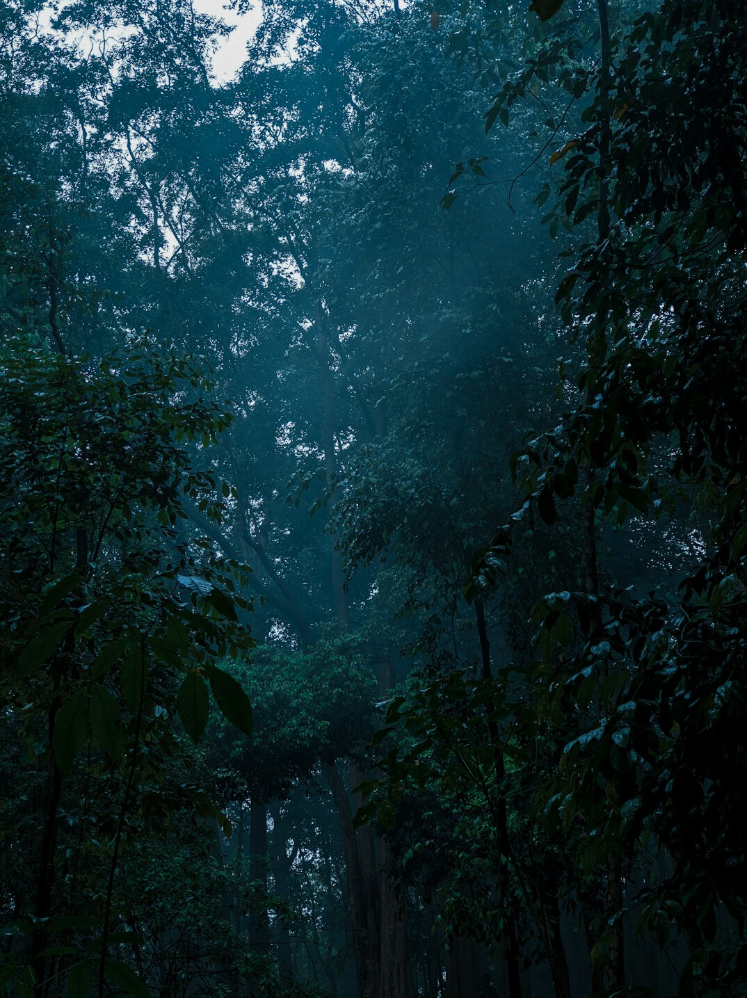 dark foggy forest at night