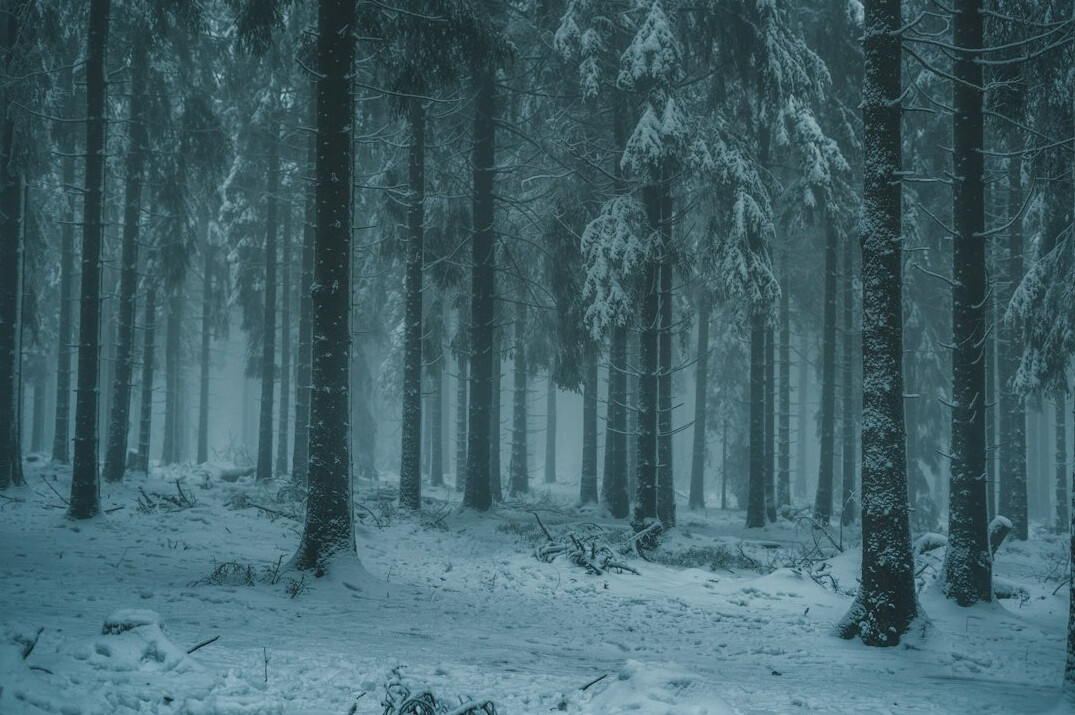 snowy night in forest
