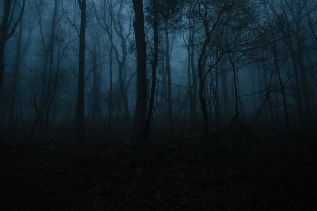 dark foggy forest at night